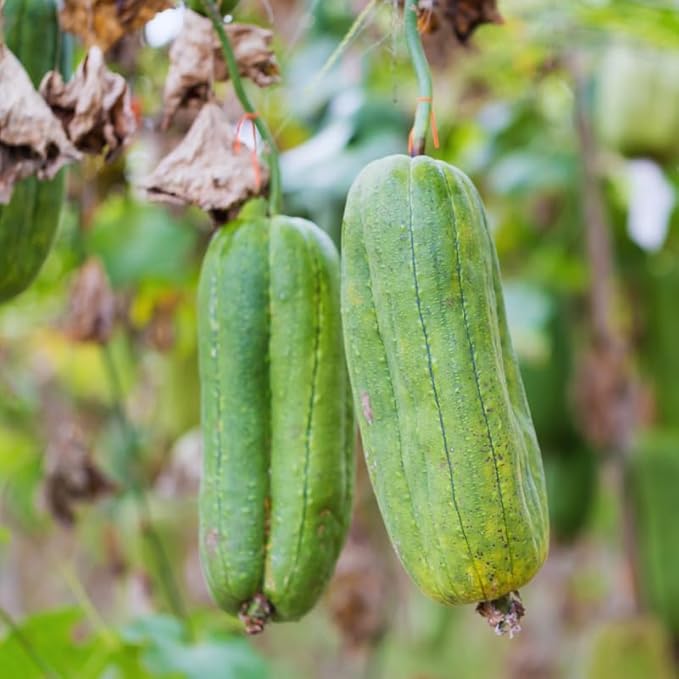 10 Luffa Gourd Seeds, Luffa Gourd Vegetable Seeds for Planting Outdoor Indoor, Gourd Seeds