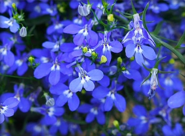 Seeds Lobelia Blue Cascade 1000+ Seeds for Planting Flowers Groundcover Trailing Flower