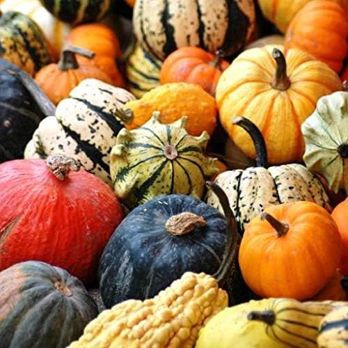 Seeds Colorful Edible Pumpkin Mix 7 Sweet Varieties 20+ Seeds Non-GMO Annual Plant