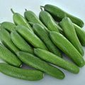 Park Seed Variety of Cucumber Seeds, Planting Cucumbers, Vegetable Seeds, Easy to Grow, Non-GMO, Perfect for Harvesting, Green Light F1, Pack of 20