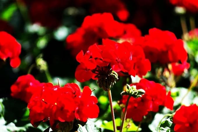 Geranium Mix 50+ Seeds Flowers Planting for Outdoor Indoor