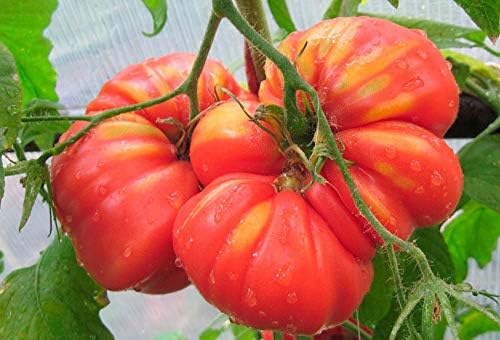CEMEHA SEEDS - Seeds Giant Beefsteak Tomato Bear Paw Indeterminate Non GMO Vegetable for Planting