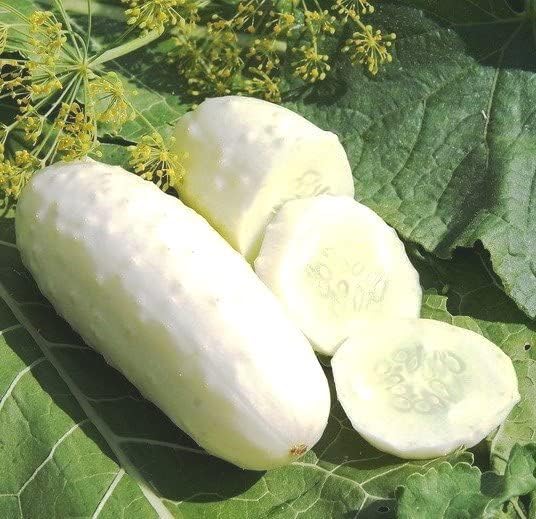 RAISE ME UP: Seeds Cucumber White Angel F1 50 Days for Pickling Indoor Non GMO Open-Pollinated Hybrid