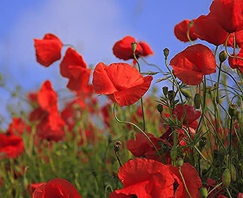 Set of 100 Flower Seed Packets - Flower Seeds in Bulk - 15 or More Varieties Available - Great for Creating Colorful Gardens (100)