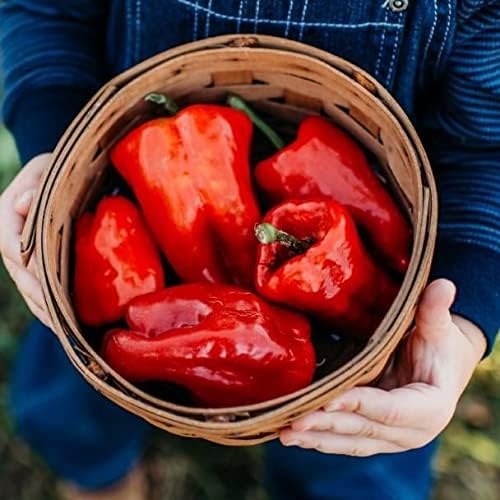 Ausilio Thin Skin Italian Chile Pepper - 25 Seeds - Rare Heirloom & Open-Pollinated Variety, Non-GMO Vegetable Seeds for Planting in The Home Garden, Thresh Seed Company