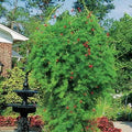 Park Seed Red Cypress Vine Seeds, Pack of 30 Seeds