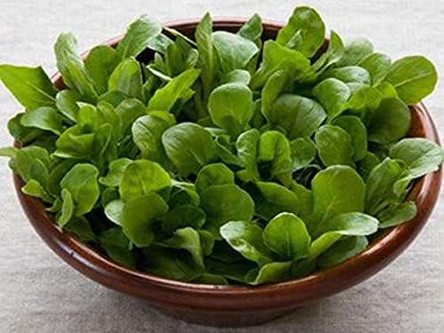 NIKA SEEDS - Seeds Vegetable Corn Salad Lettuce - 500 Seeds
