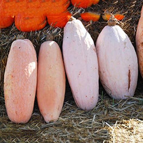 Seeds Vegetable Pumpkin Pink Banana (Cucurbita Maxima) - 10 Seeds