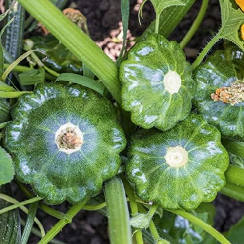 CEMEHA SEEDS - Seeds Scallopini Squash Patty Pan Zucchini Green Non GMO Vegetable for Planting