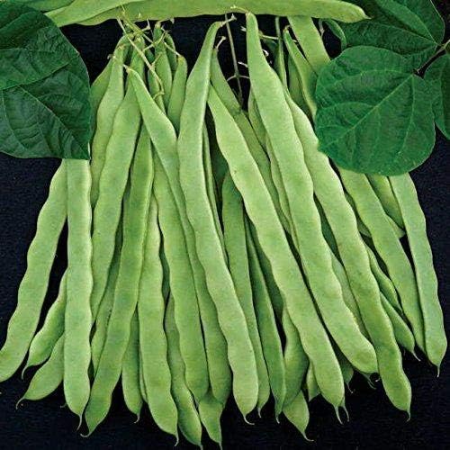 Park Seed Algarve French Climbing Bean Seeds – Gourmet Flavor, Award-Winning High Yields, 10-Inch Stringless Pods, Robust Vines for Trellises or Three Sisters Planting – Pack of 100