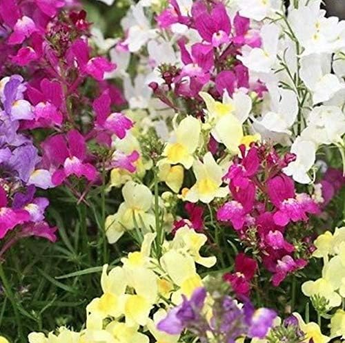 Fairy Bouquet Snapdragon Flower Seeds – 2000+ Non-GMO & Heirloom Seeds by Isla’s Garden Seeds, Spurred Variety with Whimsical Blooms, Ideal for Borders, Pollinator Gardens & Bouquets, Gardening Gift