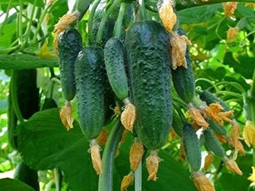 Seeds Vegetable Cucumber Vine Grape F1 Green - 20 Seeds