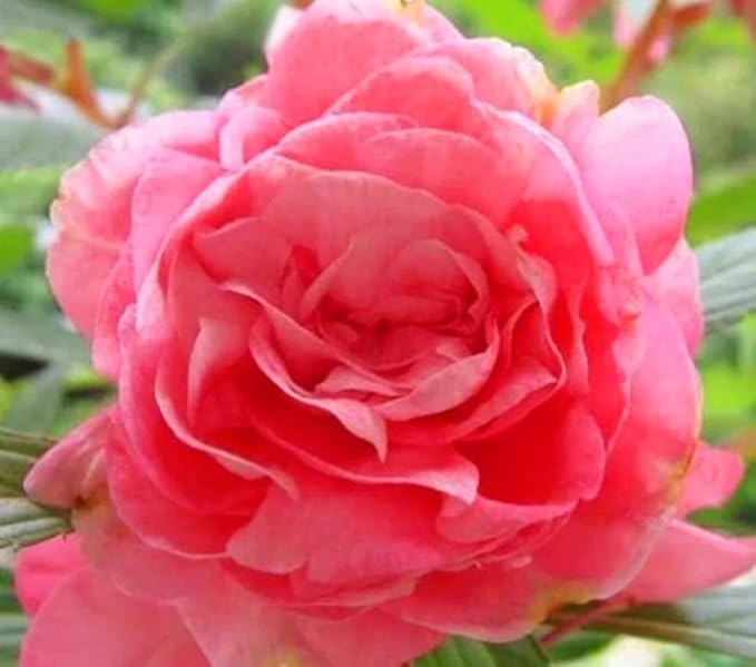 100PCS Double Camelia Impatiens Seeds Mixed Color Balsamina Impatiens Flower Shade Garden Seeds Bee Butterflies