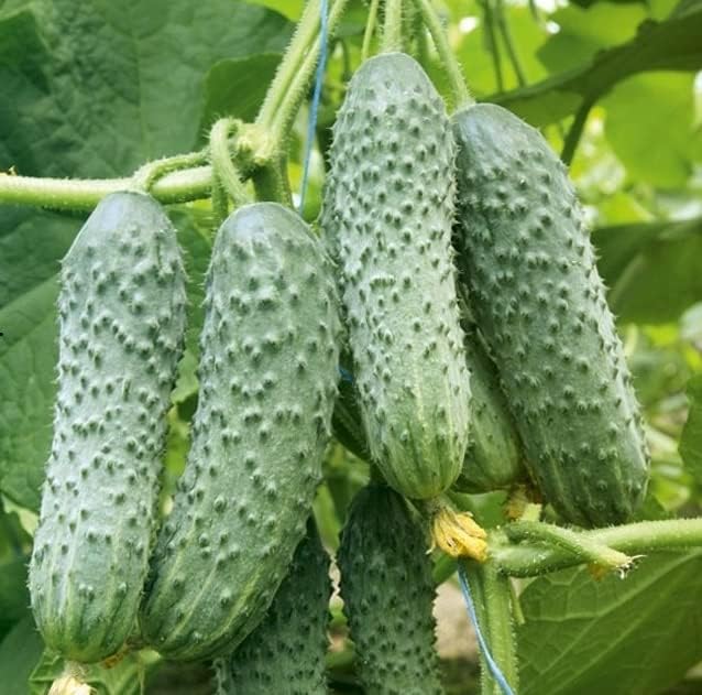 Cucumber Be st Seller F1 Seeds – Hybrid, Self-Pollinated | 37–40 Days to Harvest | High-Yield, Disease-Resistant Variety for Greenhouses & Open Fields