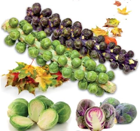 Seeds Brussels Sprouts Mix (Long Island and Redarling) Cabbage Long Green Vegetable for Planting Heirloom Non GMO