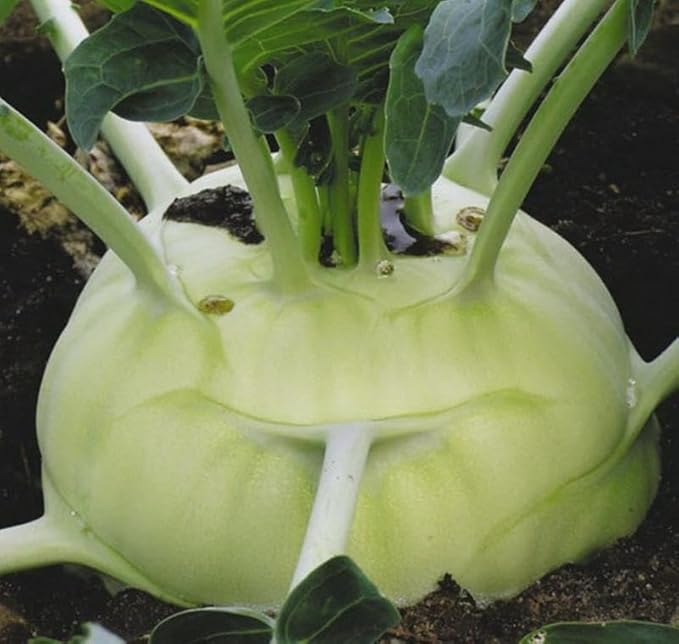 Seeds Kohlrabi Cabbage Giant Biennial Vegetable for Planting