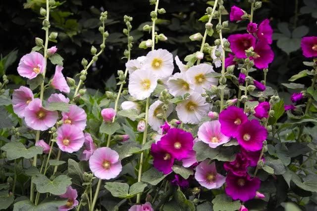 NIKA SEEDS - Seeds Flowers Hollyhock Spring Mix Perennial - 50 Seeds