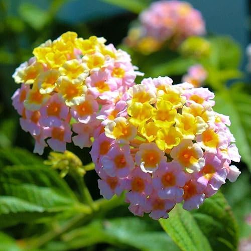 300+ Lantana Flower Seeds for Planting,Perennial Mix Lantana Camara Flowers Seeds to Plant-Non-GMO Heirloom Mixed Color Flower Seed for Home Garden Outdoors