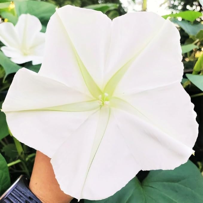 20+USA Premium Seeds Moonflower Vine Flower for Planting Outdoor Fragrant Heirloom Vine