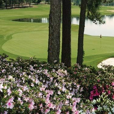 Outsidepride Pure Select Creeping Bent Grass Seed - 1 lb. Premium Turf Grass for Putting Greens, Tees & Fairways, Dense & Fine-Textured Lawn Seed for Smooth, Professional-Quality Golf Greens & Lawns