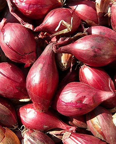Seeds Red Shallot Onion Heirloom Vegetable for Planting Non GMO
