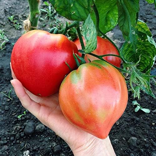 Seeds Tomato Bulls Hearts Red Vegetable for Planting Non GMO