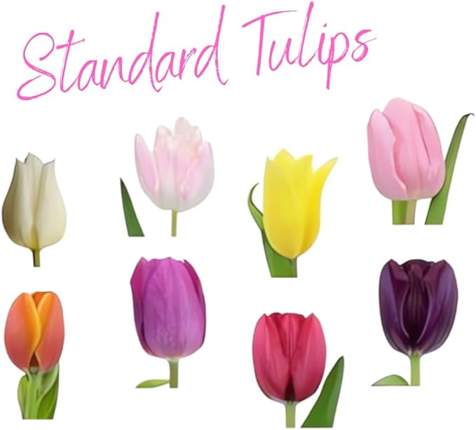 20 Top Size Tulip Bulbs for Spring Planting, Mixed Tulip Flower Bulbs, Bulk Pack of Colorful Tulips for Spring Blooms, Grow Flowerbeds, Fresh Harvest
