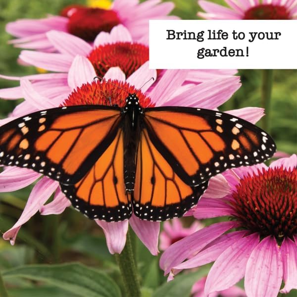 Ferry-Morse Pollinator Wildflower Garden Non-GMO Seed Bundle - 8 Pack