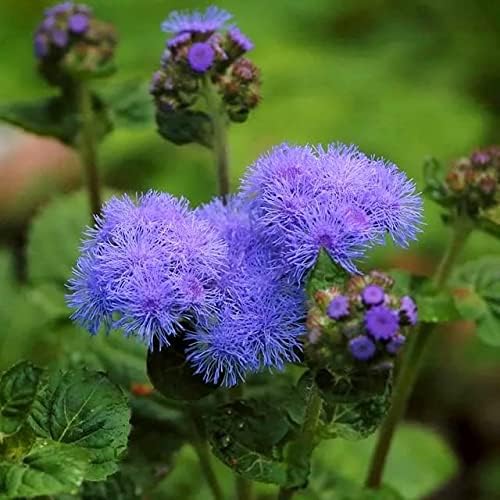 Ageratum Blue Ageratum houstonianum Flossflower Blue Mink Garden Seeds for Planting 400+ Seeds