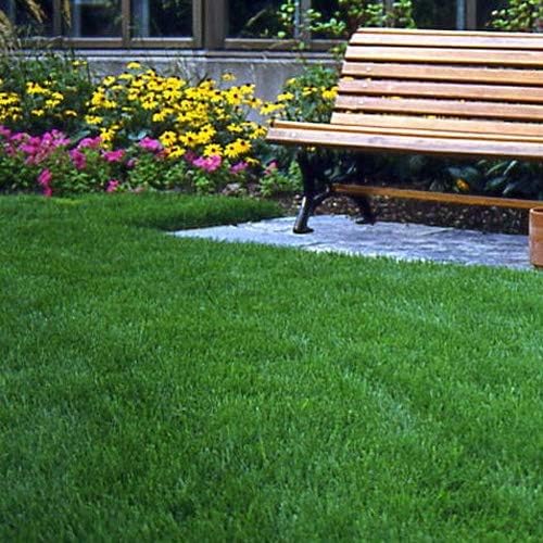 Outsidepride Legacy Fine Fescue Grass Seed Mix - 50 lbs. Shade & Sun Tolerant Blend of Hard Fescue, Chewings Fescue & Creeping Red Fescue with OptiGrowth Coating for Better Establishment