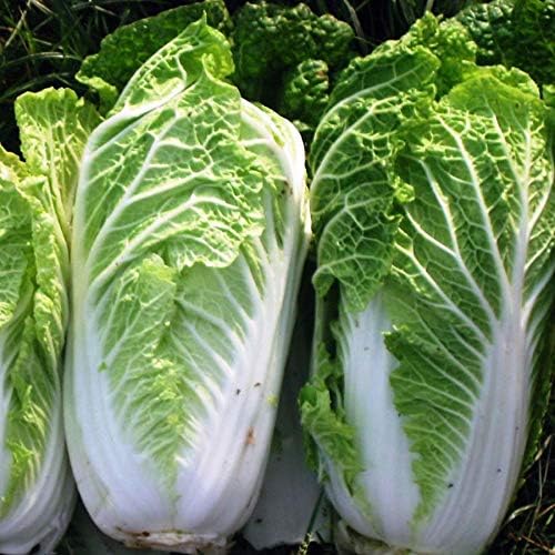 300+ Seeds Napa Peking Cabbage Michelle - Vegetable Green