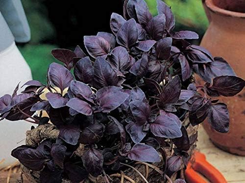 Seeds4planting - Seeds Opal Basil Purple Indoor Herb Non GMO Heirloom for Planting