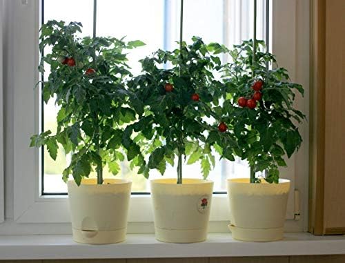 CEMEHA SEEDS - Seeds Indoor Red Dwarf Tomato Determinate Non GMO Vegetable for Planting