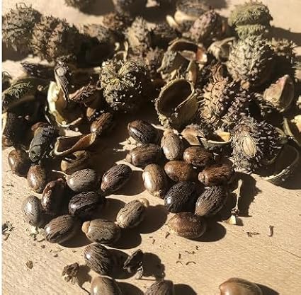Castor Plant Seeds (Ricinus communis) 30 Seeds (6 Grams) - Mole Plant, African Wonder Tree, Mole Bean Plant by Smoke Camp Crafts