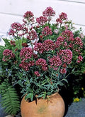 Centranthus Valerian Ruber Rosy Red Perennial Seeds