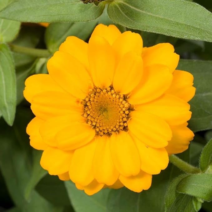 Park Seed Profusion Double Golden Zinnia Seeds - Pack of 100 Seeds, Award-Winning Double-Flowered Golden-Orange Blooms, Heat and Drought Tolerant, Perfect for Large Plantings and Borders