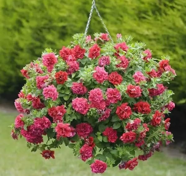 300+ Petunia Balcony Mix Flower Seeds Dwarf Petunia Container Plant Fragrant Colorful Grandiflora Flowers Plant for Garden