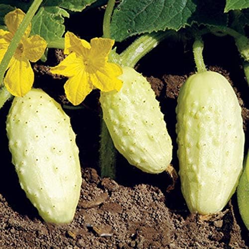 RAISE ME UP: Seeds Cucumber White Angel F1 50 Days for Pickling Indoor Non GMO Open-Pollinated Hybrid