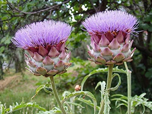 Artichoke Seed- Green Globe,100 Count COOL BEANS n SPROUTS Brand. Home Gardening
