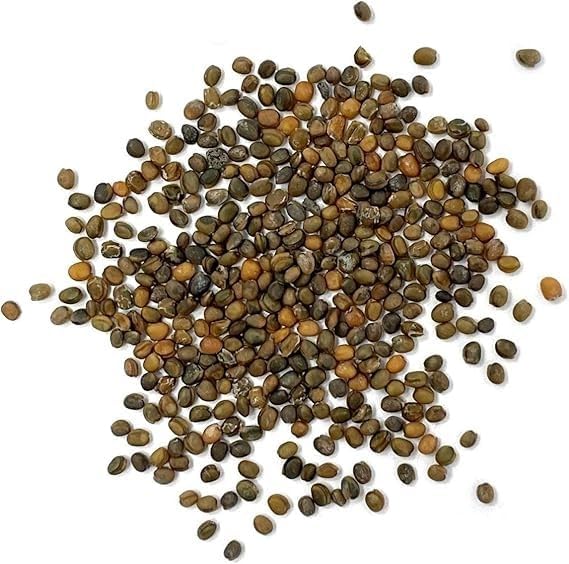 Slow Bolt Arugula Seeds for Planting Heirloom Non-GMO Arugula – Plant & Grow Slow Bolt Arugula Seed Packets in Home Herb Outdoor/Indoor Hydroponic Garden, Great Gardening Gift – 1 Packet 250 Seeds