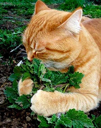 KIRA SEEDS - Seeds Catmint for Cats - Catnip - Heirloom Herb - GMO Free