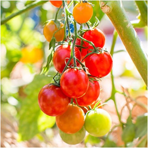 Seed Needs Tomato Seeds for Planting Large Red Cherry Tomatoes - Non-GMO Heirloom & Untreated Indeterminate Variety to Plant an Outdoor Home Grown Vegetable Garden (1 Pack)