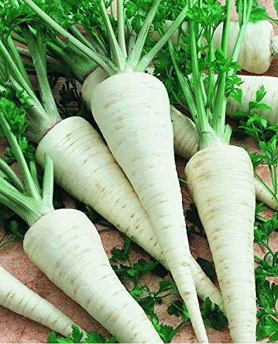 KIRA SEEDS - Seeds Parsley Hercules Universal - Dual-Purpose Herb for Leaf and Root - 2000 Seeds - Heirloom Herb - GMO Free