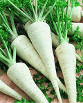 SeedsUP - 2000+ Seeds Root and Leaf Parsley Hercules Hamburg - 2000 Seeds - Herb Gray