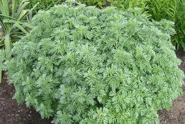 Wormwood Artemisia Absinthium 5,000 Seeds
