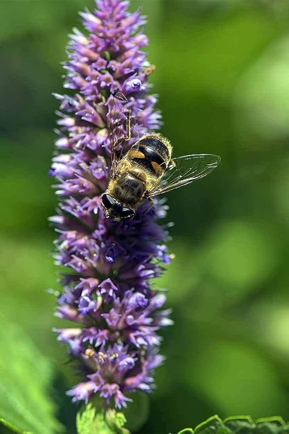 Gaea's Blessing Seeds - Anise Hyssop Herb Seeds - Non-GMO Seeds with Easy to Follow Planting Instructions - Open-Pollinated Heirloom High Germination Rate 96% Germination Rate 400mg