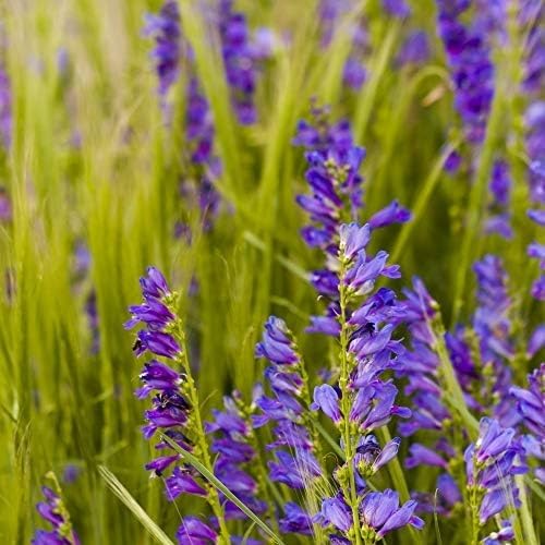 Outsidepride Penstemon Seeds - 5000 Pcs Perennial, Drought-Tolerant & Pollinator Friendly, Strictus Rocky Mountain Wildflower Seeds for Planting with Vibrant Blue-Violet Blooms, Ideal for Xeriscaping