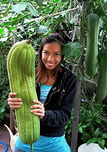 Seeds Dishrag Gourd Smooth Luffa Sponge Rag Outdoor Heirloom Vegetable for Planting Non GMO