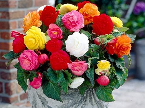 Seeds Wax Begonia Mix Large Flower Indoor Garden Beautiful Flowers Perennial for Planting Non GMO