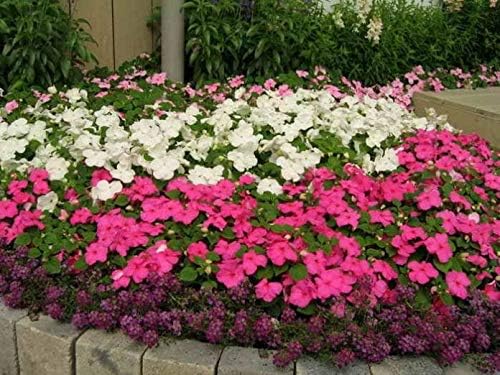 KIRA SEEDS - Seeds Busy Lizzie Mix Balsam - Impatiens walleriana - Perennial Flowers for Planting - GMO Free